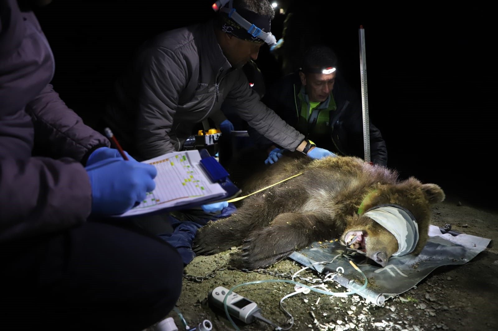 Chycená medvědice v Beskydech, odborní pracovníci provádějí zápis