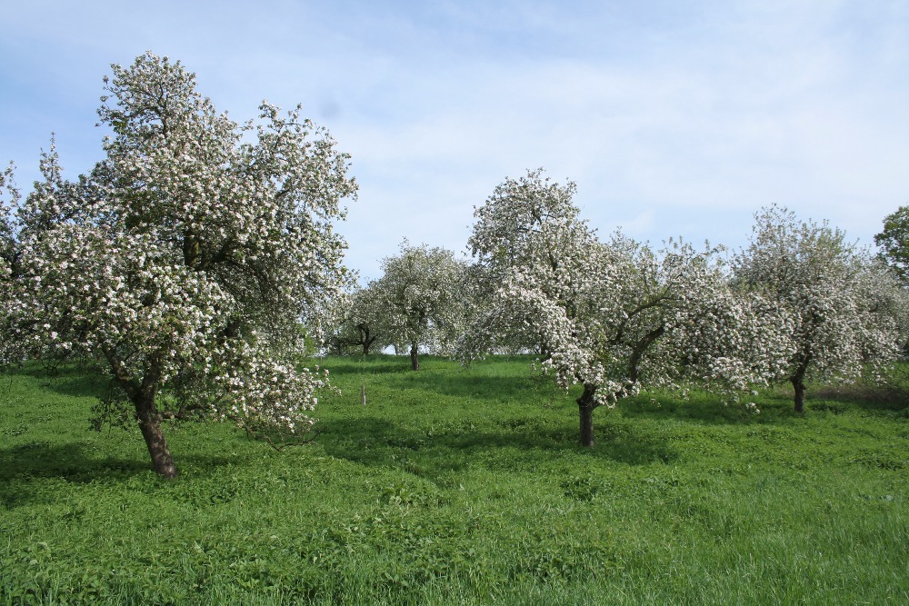 Bartošovický sad v květu na jaře