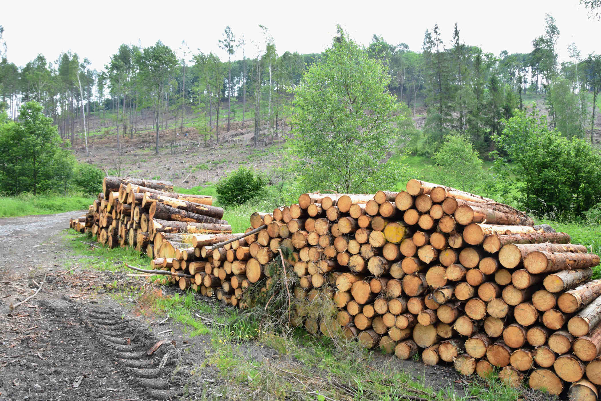 Skládka kůrovcového dřeva u svahu poblíž Nových Heřminov