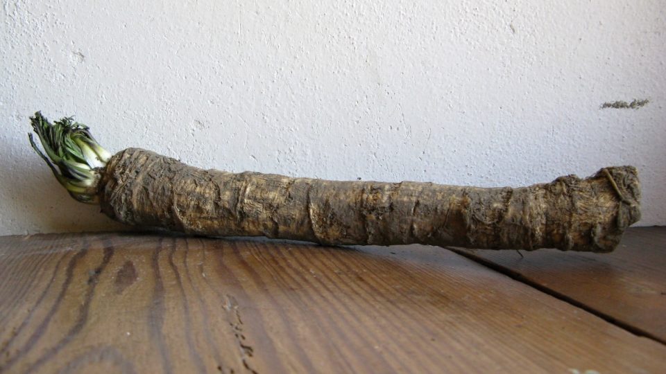 Malínský křen | foto: Mikuláš Kološ Malínský křen