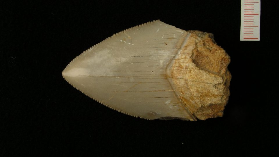 Tento žraločí zub byl nalezen nedaleko Bílovce a je nyní ve sbírce Národního muzea