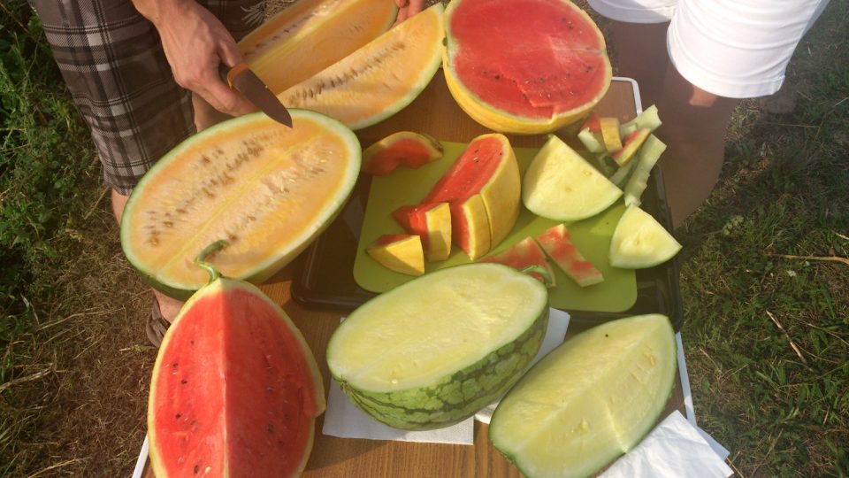 Který druh melounu si vybrat