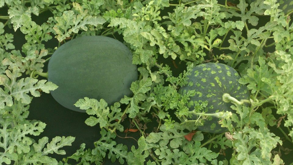 Meloun se sametově zelenou slupkou