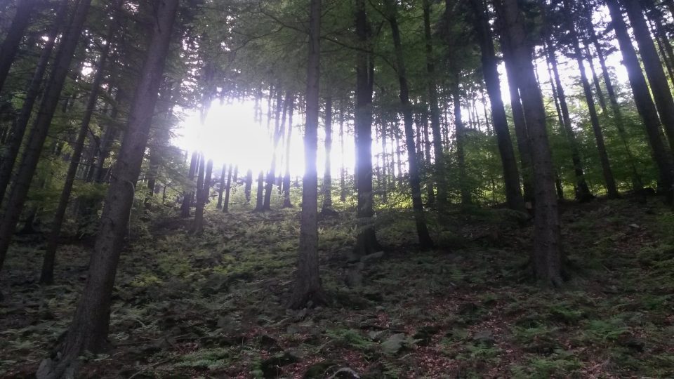 Lesy v údolí Bučacího potoka