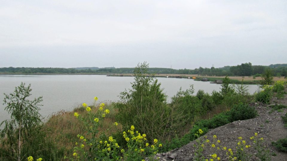 Heřmanický rybník se rozkládá na ploše 116 hektarů