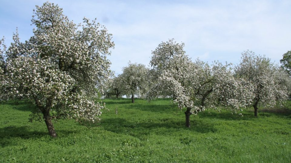 Bartošovický sad v květu na jaře