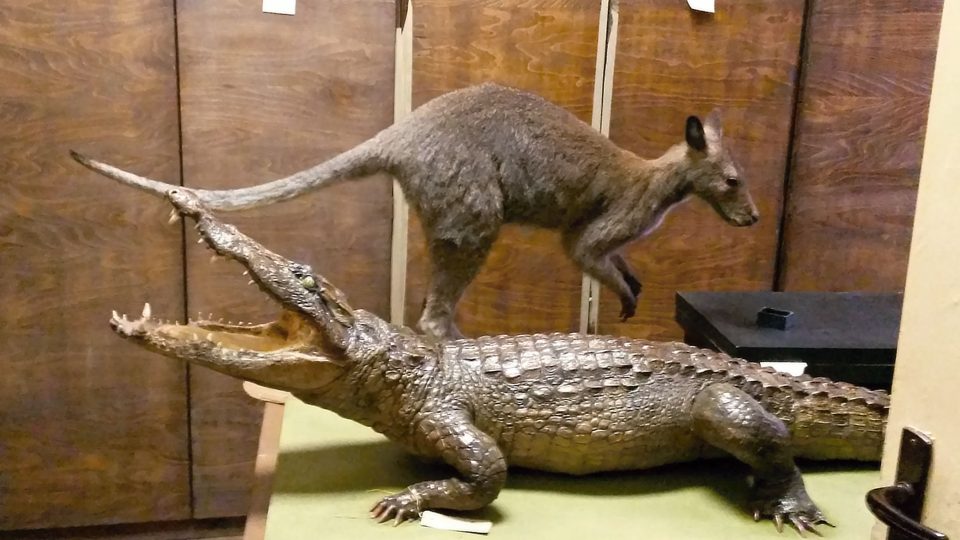Krokodýl s klokanem. Příbuzní jen podle abecedy
