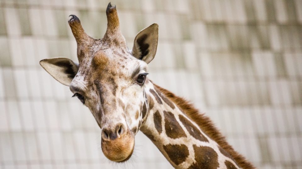 Nový samec žirafy Rothschildovy
