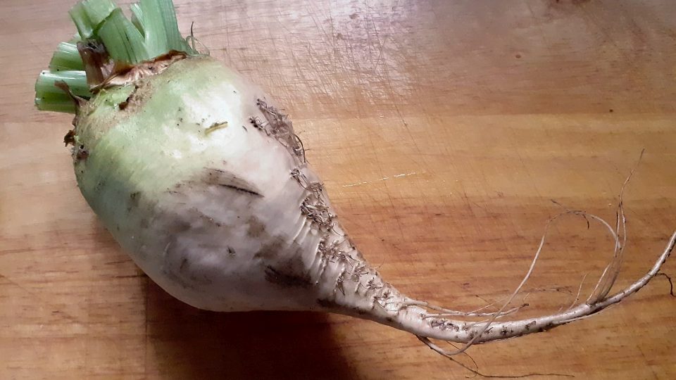 Cukrová řepa | foto: Mirka Kuntzmannová, Český rozhlas Cukrová řepa