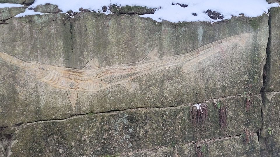 Pravěký žralok na další ze stěn lomu | foto: Miroslav Kobza, Český rozhlas Pravěký žralok na další ze stěn lomu