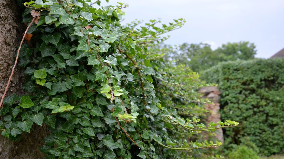 Stálezelený břečťan