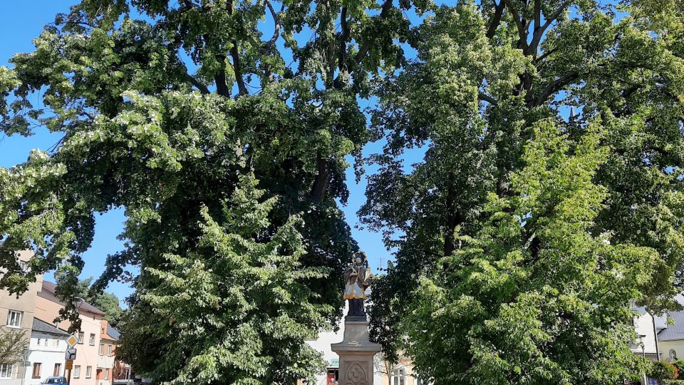 Zelený dub na náměstí před muzeem | foto: Iva Havlíčková, Český rozhlas Zelený dub na náměstí před muzeem