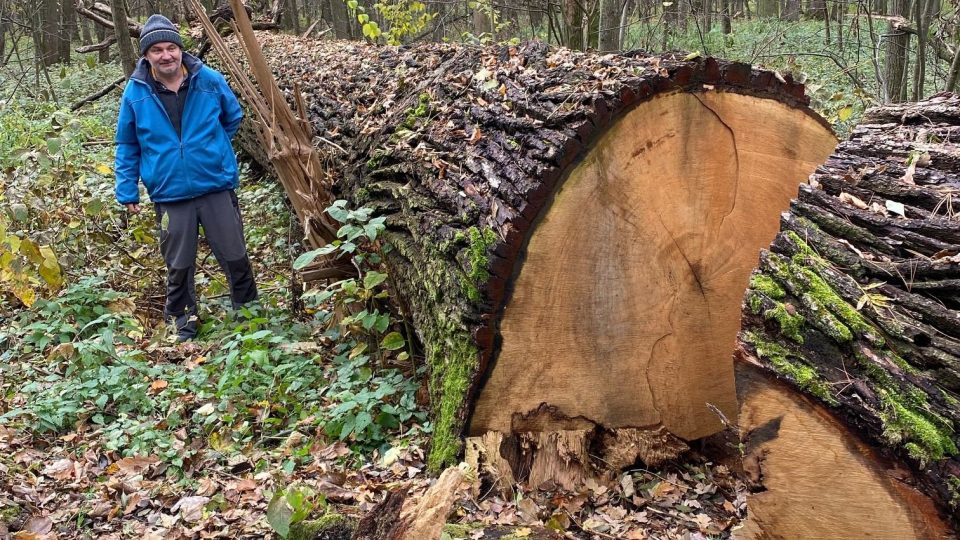 Budoucí člun ještě jako strom v lese