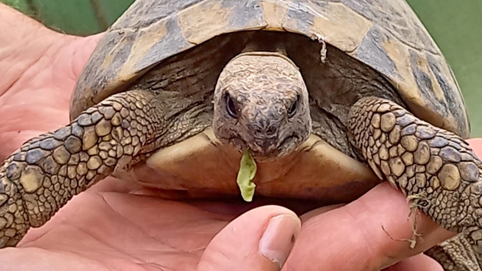 Pan Kuchař se chovu želv věnuje řadu let | foto: Petra Štrymplová, Český rozhlas Pan Kuchař se chovu želv věnuje řadu let