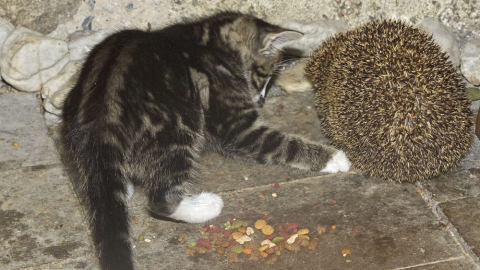 Na podzim se ježci chystají na zimní spánek a tak jsou víc vidět, přestože se jedná o noční živočichy. Vystýlají si pelech. Jakmile se začíná šeřit, šmejdí kolem popelnic a kolem misek s krmením pro kočky, psy nebo slepice