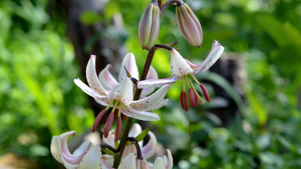 Lilie zlatohlavá je původně hajní rostlinou, proto se jí daří na mírně zastíněném stanovišti
