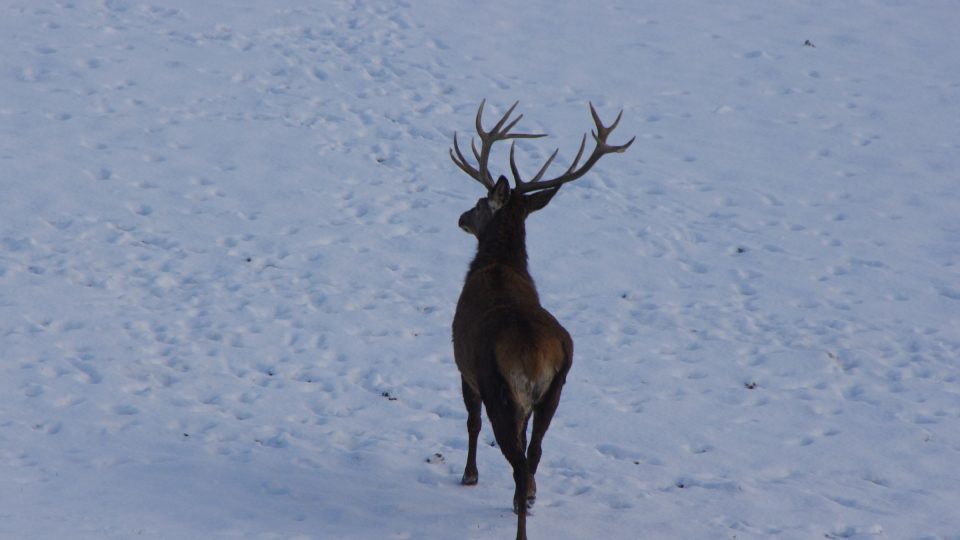 Takového krasavce můžete spatřit v lomu | foto: Miroslav Kobza, Český rozhlas Takového krasavce můžete spatřit v lomu