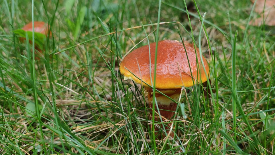 Klouzci poblíž tramvajové zastávky v ostravských Třebovicích