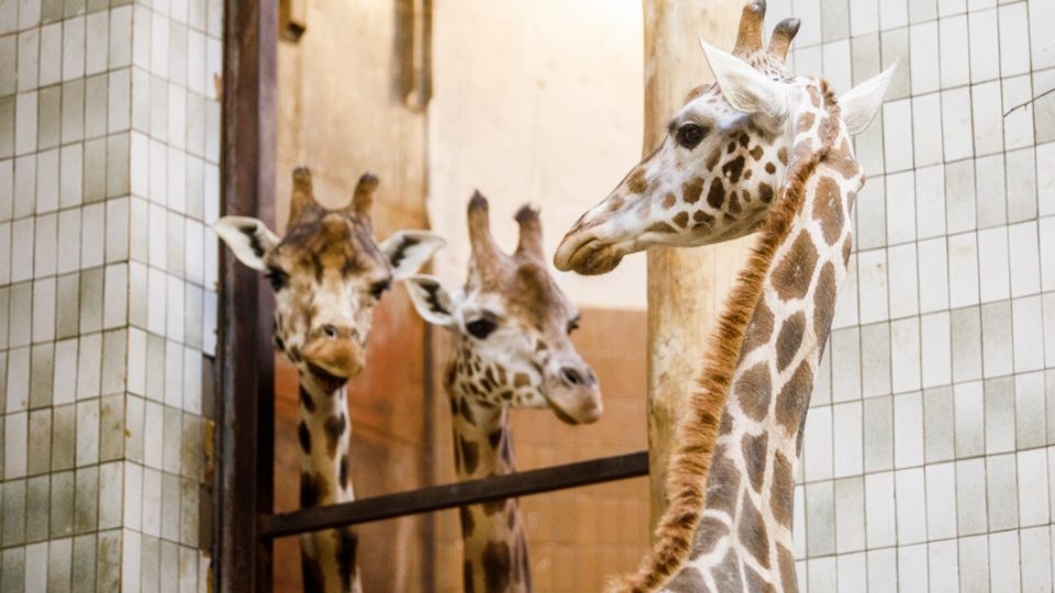 Žirafy v Zoo Ostrava