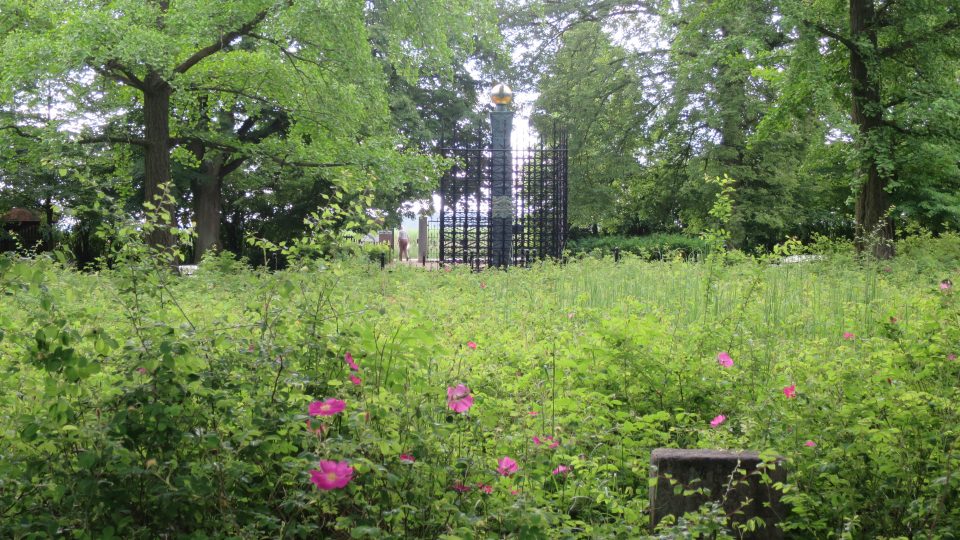 Galské růže na Růžovém paloučku