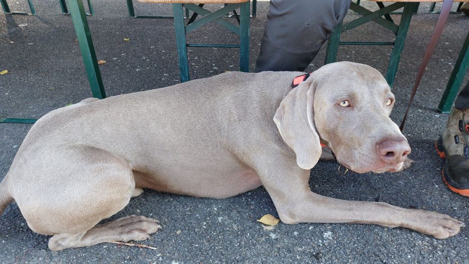 Ohař je pes vyšlechtěný pro lov zvěře | foto: Irena Šarounová, Český rozhlas Ohař je pes vyšlechtěný pro lov zvěře