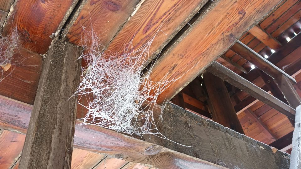 Mráz dokáže krásně kouzlit | foto: Silvie Pospíšilová, Český rozhlas Mráz dokáže krásně kouzlit