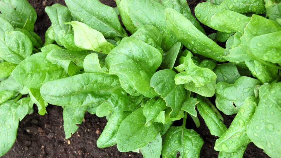 Špenát, odrůda Misano, je vhodná i k přezimování. Před mrazy a sněhem chráníme chvojím a netkanou textilí