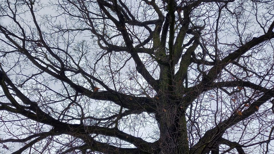 Pohled do koruny památného stromu