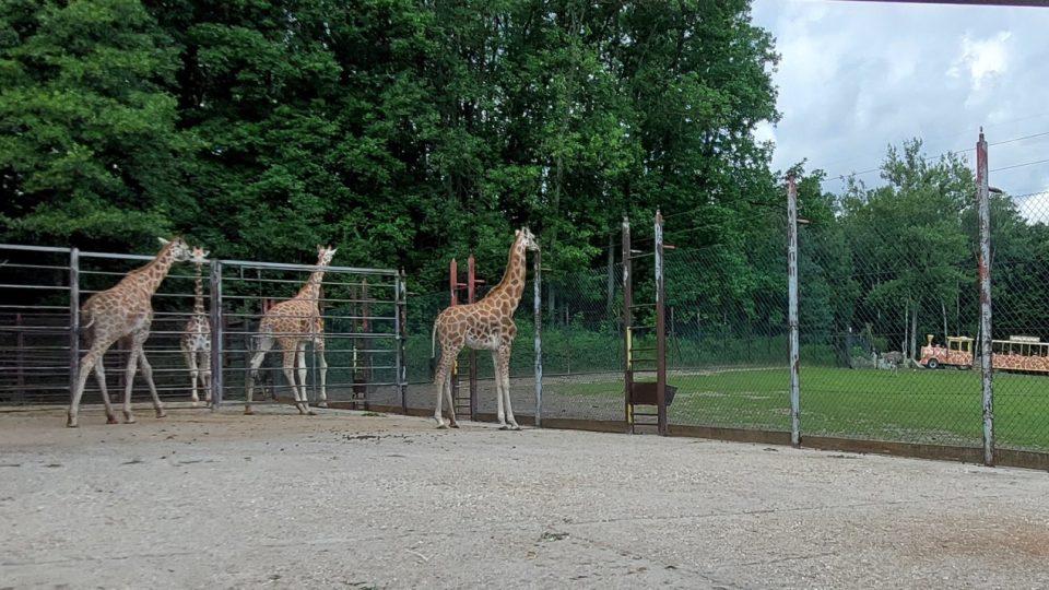 Žirafy v Zoo Ostrava