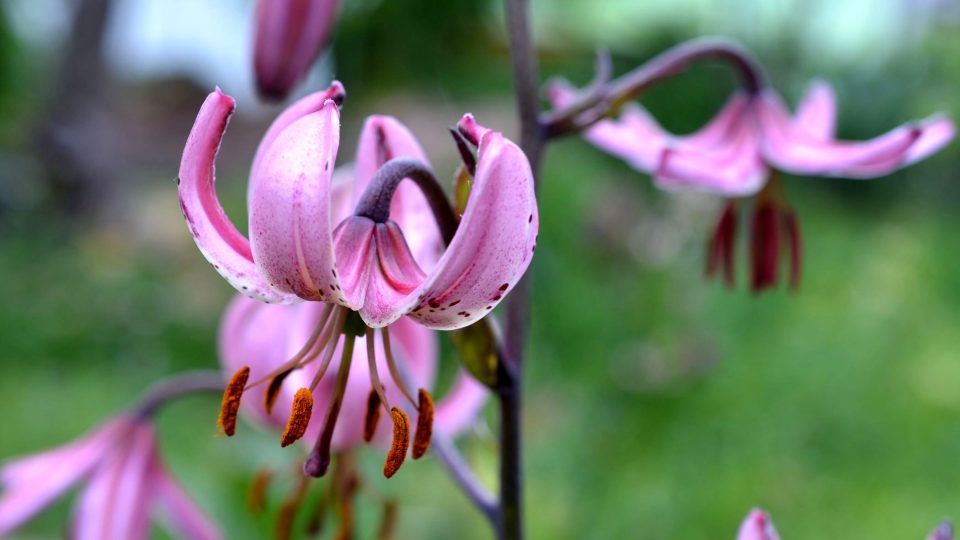 Říká se, že lilie jsou královnami mezi cibulovinami