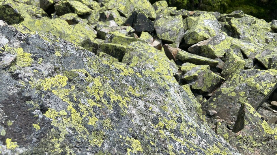 Šedé kamenné moře vzniklo rozpadem žíly křemenem bohatého granitového porfyru | foto: Jana Strejčková, Český rozhlas Šedé kamenné moře vzniklo rozpadem žíly křemenem bohatého granitového porfyru