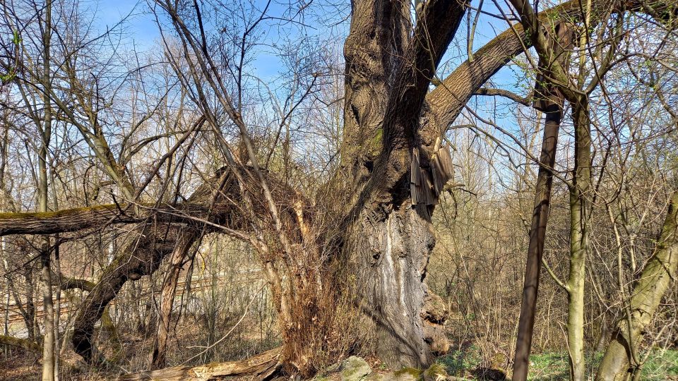Památný strom (od roku 1990) je ve špatném stavu