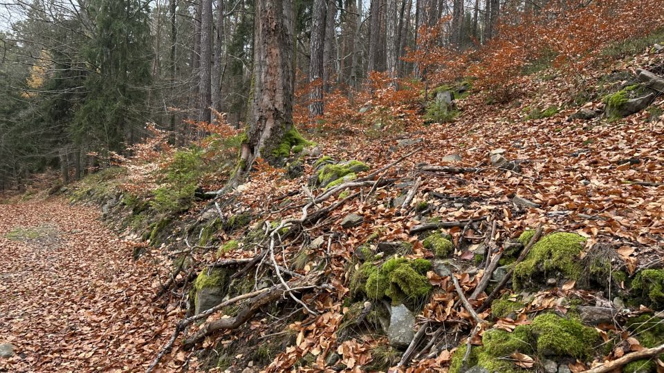Cesta lesem k vyhlídce je v každém ročním období jiná | foto: Jana Strejčková, Český rozhlas Cesta lesem k vyhlídce je v každém ročním období jiná