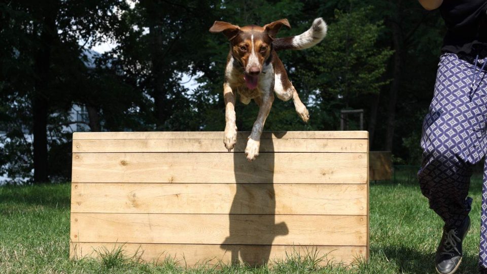 Hodí se pro majitele se sportovním či akčním založením | foto: Jolana Nováková Hodí se pro majitele se sportovním či akčním založením