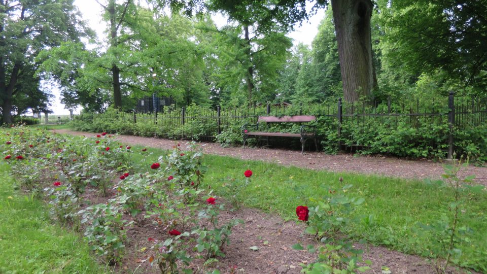 Na Růžovém paloučku nerostou jen galské růže, ale i další druhy