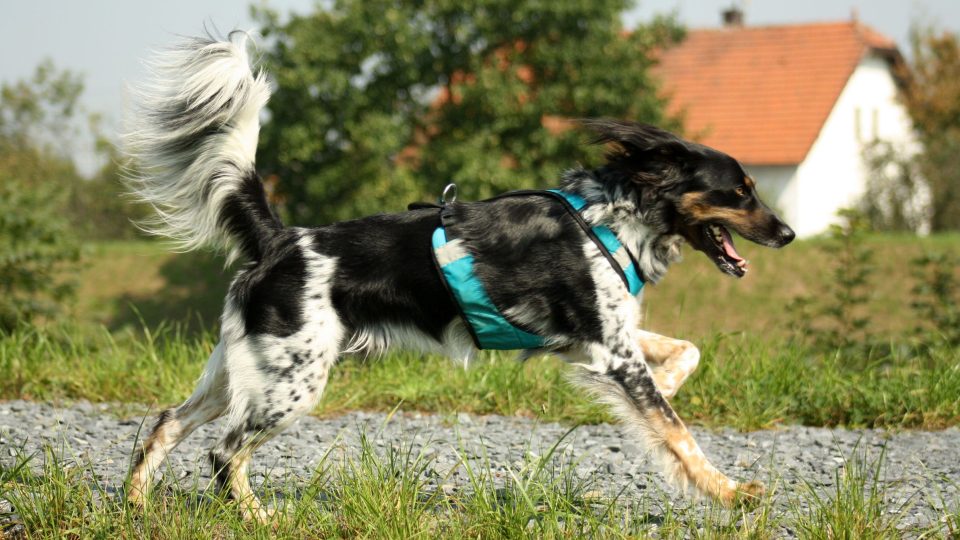 Strakáči jsou pěkná torpéda