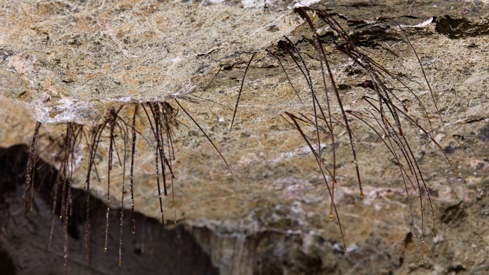 Takto vypadají konce kořenů kaštanu, které prorůstají stropem chodby | foto: Zdeněk Truhlář, Český rozhlas Takto vypadají konce kořenů kaštanu, které prorůstají stropem chodby