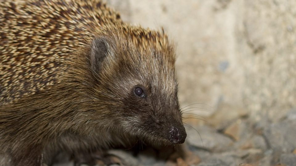 Když chcete před zimou ježkům pomoci, zkuste je teď na podzim přikrmovat, aby třeba do zimy ještě i nabrali potřebnou váhu