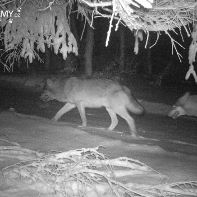 Vlčí smečka v Javorníkách | foto:  hnutí Duha