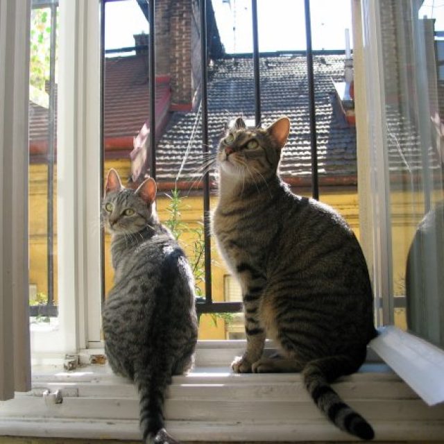 Kočka,  terapeutka ve felinoterapii,  musí být klidná | foto: Eva Rajlichová,  Český rozhlas