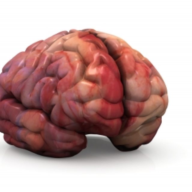 Mozek  (ilustrační foto) | foto: Free Digital Photos