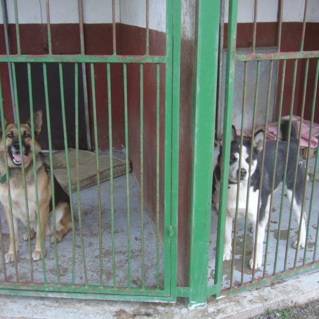 Psí útulek v Dobranově na Českolipsku. Dva psí nalezenci,  kteří utekli majitelům při novoročních oslavách | foto: Tomáš Mařas,  Český rozhlas