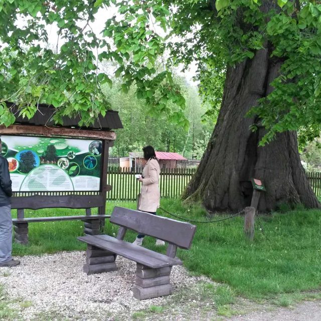 Pod bukoveckým jilmem se starostkou a místostarostou | foto: Petra Štrymplová,  Český rozhlas