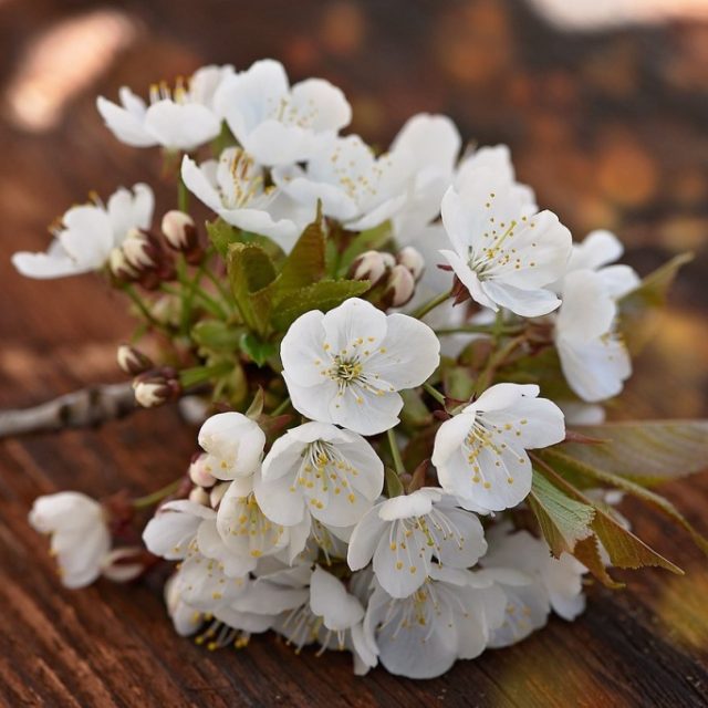 ilustrační foto | foto: Fotobanka Pixabay