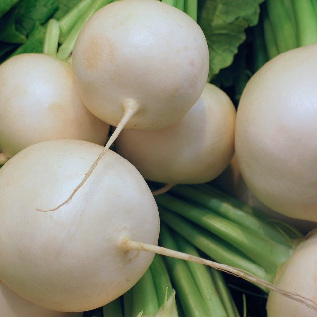 Bílá ředkev | foto: Fotobanka Pixabay