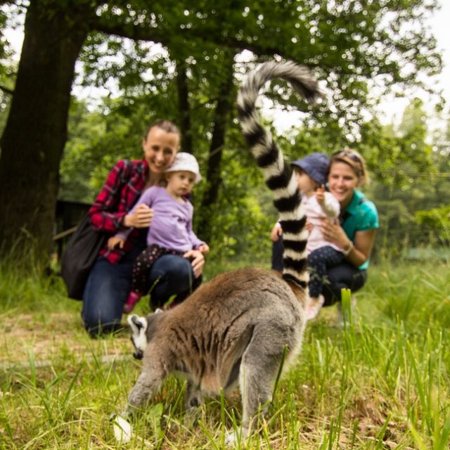 Ráj lemurů v Zoo Ostrava | foto: P. Vlček  (ZOO Ostrava)