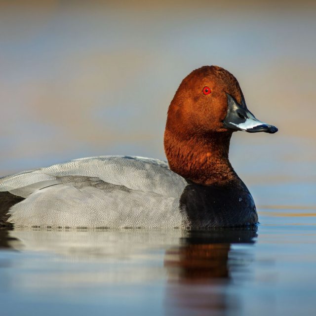 Polák velký,  pták roku 2022 | foto: Shutterstock