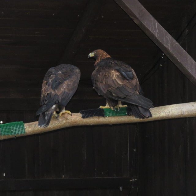 Rohože pro dravé ptáky | foto:  ČSOP Nový Jičín