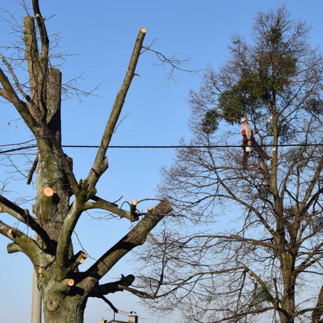 Lípa po odřezání větví napadených jmelím | foto: Michal Polášek