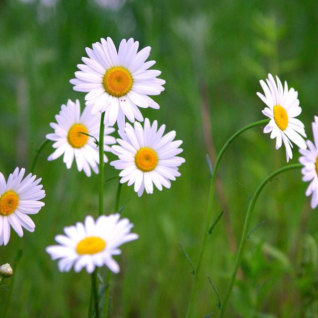 kopretiny | foto:  pixabay.com